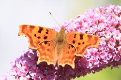 What does a comma butterfly look like?