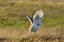 When is the best time to move barn owl nest boxes?