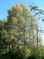White Willow and Crack Willow