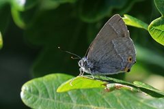 Purple hairstreak at NWT Hickling by Paul Taylor