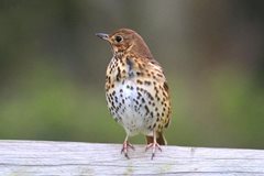 Wildlife in Common - song thrush