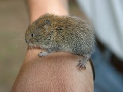 Field or Short-tailed Vole