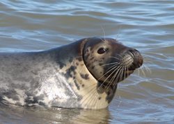 I have seen a seal with plastic or netting round its neck, what should I do? 