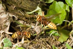 What should I do if I have a hornet's nest in my garden?