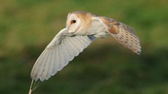 Wildlife in Common - barn owl