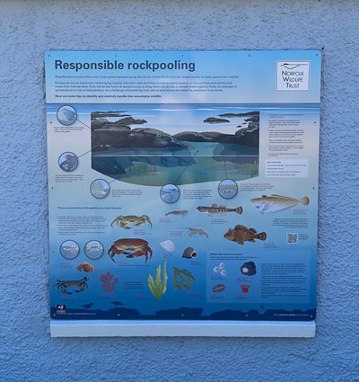 Responsible rockpooling panel