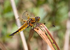 Four Spotted Chaser, NWT Upton Broad and Marshes, Greg Bond