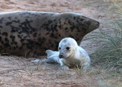 Where is the best place to see grey seal pups in Norfolk? 