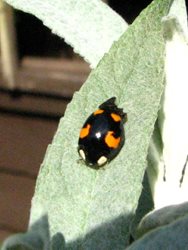 What do harlequin ladybirds look like?