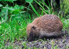 Wildlife in Common - hedgehog