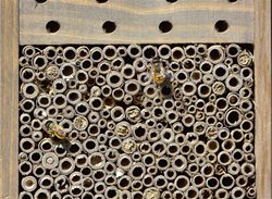 Are solitary bees safe near children?