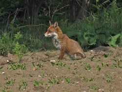 Do foxes damage garden lawns?