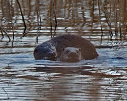 How to prevent otters predating fisheries and ponds