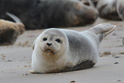 When do harbour (common) seals have their pups? 