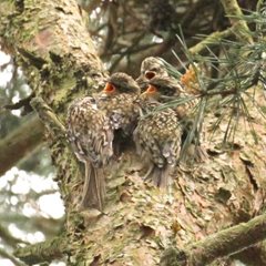 Juvenile treecreepers by Michael Hoare