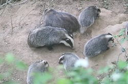 Are badgers affecting hedgehog numbers?