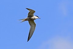 Common tern by Paul Taylor