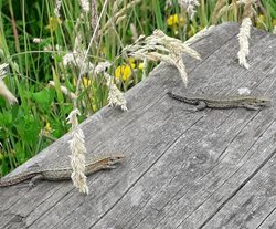 What reptiles can I see in Norfolk?
