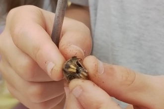 Close up showing someone examining a rodent's skull