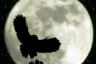 Silhouette of an owl against a large moon