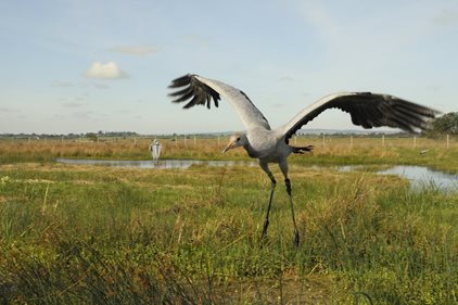 Population of UK’s tallest bird hits record-breaking high