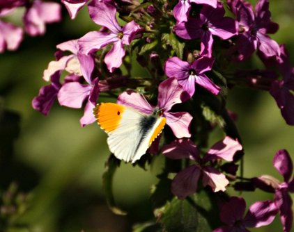 Orange tip butterfly, photo by Pat Adams
