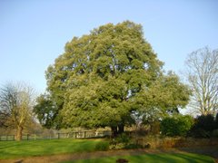 Common (English) Oak and Sessile Oak