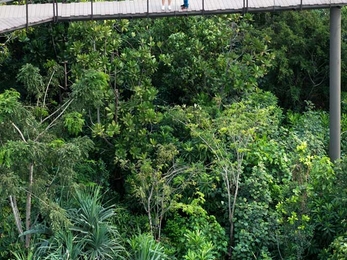 An aerial walkway high up over the canopy of a rainforest