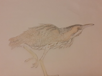 A drawing of a bittern