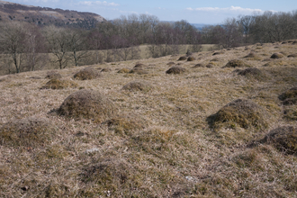 Upland calcareous grassland