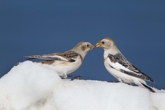 Snow Bunting