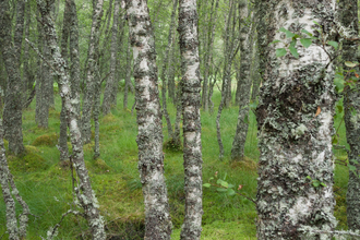 Upland birch wood