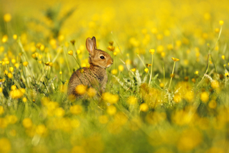 Rabbit kit