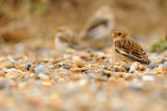 Snow Bunting