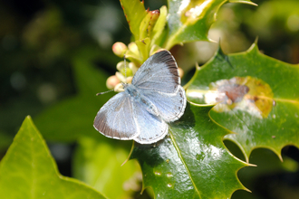 Holly Blue butterfly