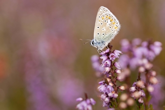 Common Blue