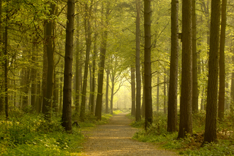 Path leading through forest, The Wildlife Trusts 