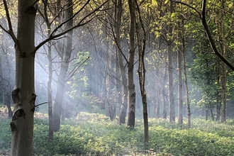 A clearing of trees in woodland, with sunlight shining through from the left hand side