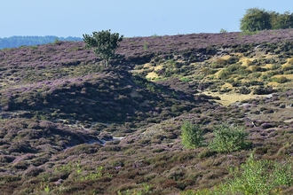 Open heathland at NWT Roydon Common, with purple and green plants covering the ground