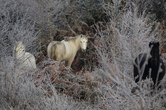 Three dartmoor ponies grazing on a wintery day. There are two white ponies and one black, with all three looking towards the camera while partly obscured by frost-covered branches.