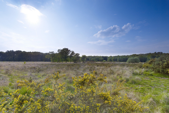 A sunny day at East Winch Common, with a line of trees in the background and some wildflowers in the foreground