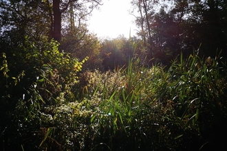 A view of bushes and trees at NWT Ranworth Broad, with a sunny blue sky showing through a clearing in the trees