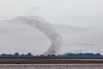 A view across the Wash landscape, with a huge plume of knot birds flying up into the grey sky