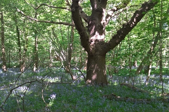 A large tree surrounded by other trees in woodland, with a carpet of bluebells on the ground
