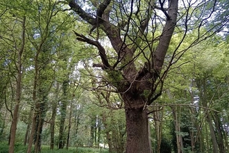 A large tree surrounded by other trees in an area of woodland, above some grassy earth