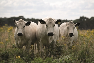 Three white cows stand together facing the camera. There are yellow flowers around them and the sky is cloudy. 