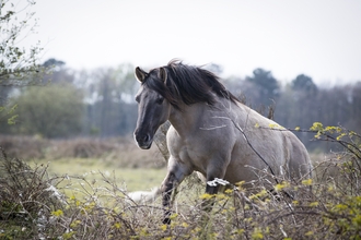 A wild pony jumps over a hedge.