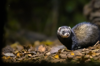 A polecat in a woodland with brown leaves on the ground. 