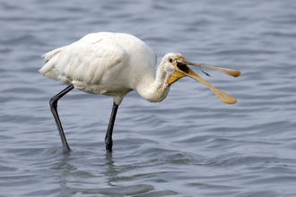 A spoonbill catching a fish while standing in water