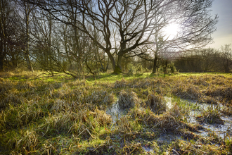 A sunny day at Sweet Briar Marshes, with bare trees in the background and marshy ground in the foreground
